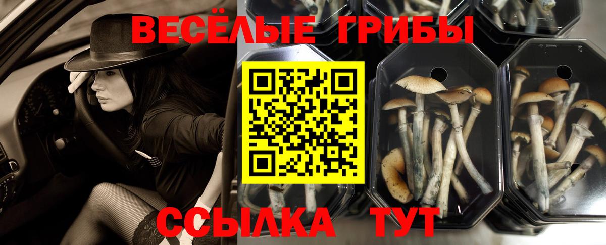 Псилоцибиновые грибы прущие грибы  Вход с VPN  Чехов 